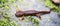 California Newt, Taricha torosa, on Mossy Rock