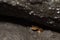 California newt Taricha torosa peeking out from under rock