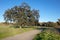 California Oak Tree in Army Corps Park in Ripon California United States