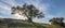 California oak tree backlit by sun rays in vineyard in the Santa Rita Hills in California USA