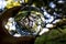 California Oak tree that survived fire captured in glass ball