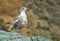 California Ocean Seagull