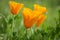 California Orange Poppy