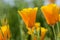 California Orange Poppy