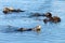 California Otters playing and bathing in shallow waters