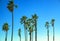 California palms on a Lee Shore