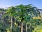 California papaya gardens in the mountains