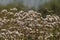 California Park Series - Lake Murray Community Park - California Buckwheat