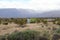 California Park Series - Mini trailers camping at Anza Borrego Springs Campground