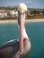 California Pelican