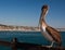 California Pelican