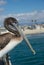 California pelican portrait