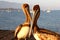 California Pelicans