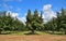 California: Persimmon Orchard in Central Valley