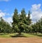California: Persimmon Tree in Orchard of Central Valley