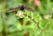 California Pipevine Swallowtail, Battus philenor subsp. hirsuta