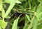 California Pipevine Swallowtail, Battus philenor subsp. hirsuta