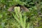 California Pipevine Swallowtail, Battus philenor subsp. hirsuta