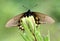California Pipevine Swallowtail, Battus philenor subsp. hirsuta