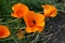 California Poppies