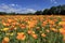 California Poppies