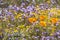 California poppies blooming on a meadow, Goldfields and Gilia in the background,California