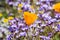 California poppies blooming on a meadow, Goldfields and Gilia in the background, Henry W. Coe State Park, California