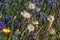 California poppies, dandelions, dandelions seed pods, and lavender spikes