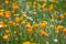 California poppies (Eschscholzia californica) and Cream Cups (Platystemon californicus) wildflowers blooming on a meadow in south