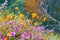 California poppies Eschscholzia californica and Desert wishbone bush Mirabilis laevis wildflowers blooming in Walker Canyon,