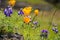 California Poppies (Eschscholzia californica) and Sky Lupines (Lupinus nanus) wildflowers blooming on the volcanic rock of North