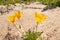 California Poppies Growing on a Rock