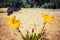 California Poppies Growing on a Rock