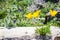 California Poppies Growing on a Rock