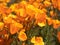 California Poppies Landscape During the 2019 Super Bloom