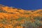 California Poppies Landscape During the 2019 Super Bloom