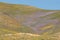 California poppies and lupine in full bloom, Tejon Pass