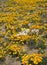 California Poppies near Safford Arizona