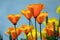 California Poppies Orange Flower Blue Sky