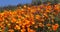 California poppies super bloom waving in the breeze