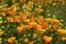 California Poppies & Wild Mustard