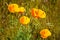 California Poppies wildflower in a meadow