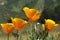 California Poppy