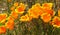 California Poppy