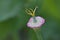 California Poppy Anthers