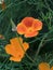 California poppy blooming in Alaska