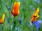 California poppy buds