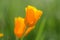 California Poppy Close Up