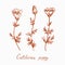 California poppy collection, flowers stem with buds and leaves, doodledrawing with inscription