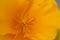 California Poppy Detail